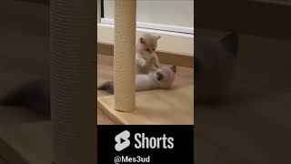 Funny cats Shorts Mes3ud funny mini video shorts cat camera fight [upl. by Aretina]