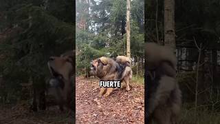 ¿Cómo de fuerte es realmente el pastor caucásico el perro famoso por derrotar lobos perros dogs [upl. by Nyl829]