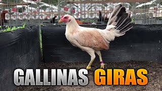 HERMOSA GALLINA GIRA DE RANCHO LAS TROJES  MANOLO TORRES [upl. by Pasco63]