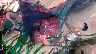 East Pacific Red Octopus Octopus rubescens exploring a tidepool [upl. by Delano]