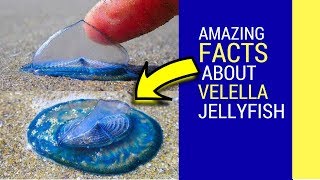 Velella jellyfish facts facts about this amazing velella velella [upl. by Martsen138]