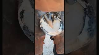 Ep01HoofCleaning horse farrier hoof hoofcare satisfying care [upl. by Nav691]