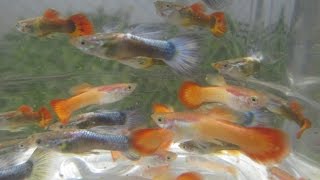 Breeding Crossbred Gupppies back to Parent Strain aka the Backcross [upl. by Accemahs]