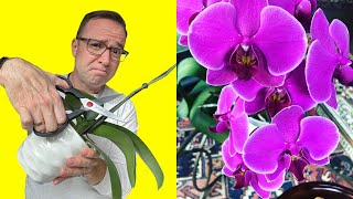 Where To Cut Orchid Stem After Flowers Fall Off [upl. by Monroe]