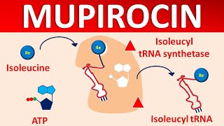 Mupirocin  Mechanism side effects precautions amp uses [upl. by Lledniuq]