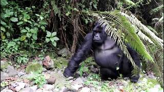 Mountain Gorilla Groups of DR Congo  Yellow Zebra Safaris [upl. by Eltsyrk]