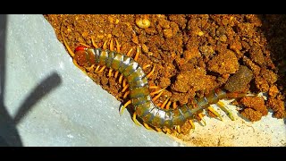 Megarian banded centipede Scolopendra cingulata by Theo [upl. by Arleen]