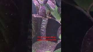 thats not a stick this tentacled snake has good camouflage snake reptiles shortvideo [upl. by Enhpad]