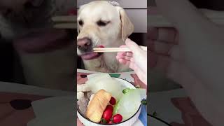 goldenretrievermukbang goldenretriever goldenretrieverworld goldenretrievers [upl. by Netsrek]