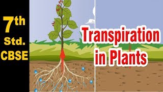 Class 7  Transpiration in Plants  Science  NCERT  CBSE Board  Home Revise [upl. by Blondy621]