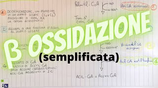 Beta Ossidazione spiegazione semplificata  guida biochimica [upl. by Ennasor]