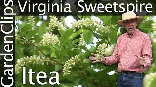 Virginia Sweetspire  Itea virginica  Growing Itea  Fragrant flowering perennial shrub [upl. by Einon183]