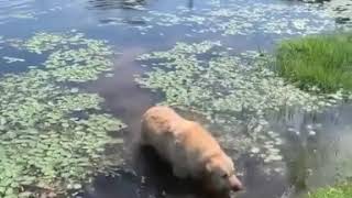 Labrador Golden Retriever Funny Weird Noise Choking Choke Meme Swamp Lake [upl. by Stern41]