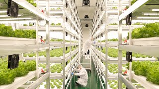 farming is science process of growing fresh vegetables by Korean scientists [upl. by Sage]