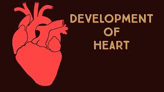 Development of Heart [upl. by Nimajeb]