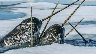 What is the purpose of the narwhal’s tusk An interesting fact you might not know [upl. by Cirilo]