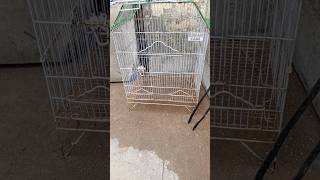 Birds Cage Available Used birds youtube youtube parrot shorts trending viral [upl. by Eimmak153]