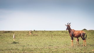 Amazing Mother Saves Newborn Baby From Hungry Jackals [upl. by Isola]