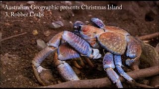 Australian Geographic presents Christmas Island  Part 3 Robber Crabs [upl. by Silas]