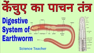 Digestive System of Earthworm Structure of alimentary canal Physiology Earthworm digestive system [upl. by Hallerson347]