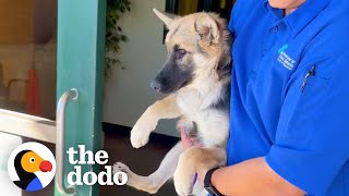 Terrified Puppy Completely Transforms When She Meets Another Dog  The Dodo [upl. by Jeramey]