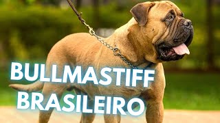 Bullmastiff Brasileiro Dog Breed  Facts and Information [upl. by Lrad13]