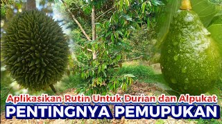 PENTINGNYA PEMUPUKAN RUTIN DURIAN DAN ALPUKAT DENGAN PUPUK KIMIA DAN ORGANIK [upl. by Lem168]