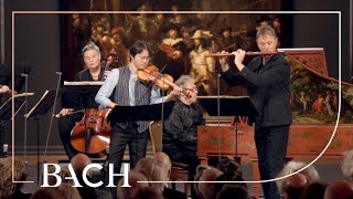 Bach  Brandenburg Concerto no 5 in D major BWV 1050  Sato  Netherlands Bach Society [upl. by Llednik]