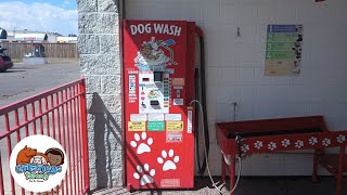 DIY dog grooming in Arlington  selfservice pet bath at Wash City carwash allpaws [upl. by Rozina553]