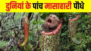 दुनिया के सबसे खतरनाक मांसाहारी पौधे  Most Dangerous Carnivorous Plants in the World [upl. by Tlok]