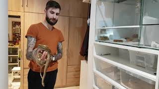 1 year old reticulated python handling [upl. by Wolff]