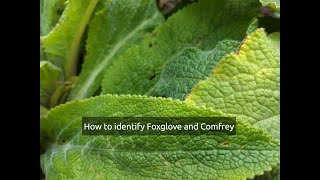 How to identify Foxglove Digitalis and Comfrey Symphytum Orientale [upl. by Barrie]