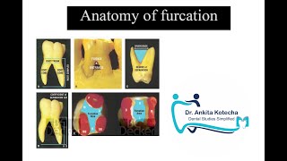 ANATOMY OF FURCATION TERMINOLOGIES RELATED TO FURCATION INVOLVEMENT DR ANKITA KOTECHA [upl. by Oznohpla]