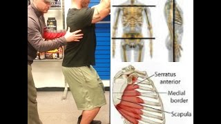 Serratus Anterior Exercise for Winged ScapulaType 123STD SERRATUS SQUAT for Posture Correction [upl. by Bianca]