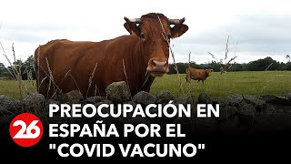 Preocupación por la quotCOVID de las vacasquot en España ¿Qué es y qué consecuencias tiene [upl. by Amyas]