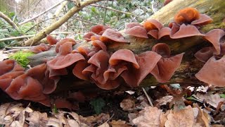 Wood Ears Cloud Ears Auricularia auriculajudae [upl. by Siuraj]