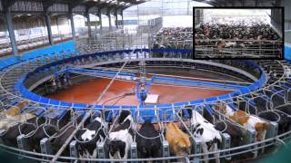 70 Point DeLaval Rotary Milking Parlour Glenapp Farm AyrshireDairyCo [upl. by Norean284]