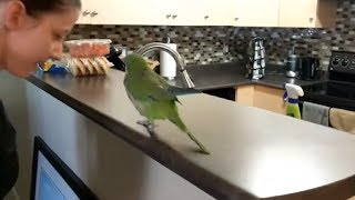 This Cute Parrot Seems Excited For Bacon Pancakes [upl. by Angela]