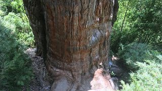 5000 year old giant How long does the world’s oldest tree have left [upl. by Leviram]