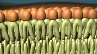 Fluid Mosaic Model of the Cell Membrane [upl. by Amyas]