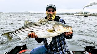 Another day of Striper Fishing in Miramichi NB  Spring 2024 savagegear [upl. by Craw325]