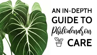 An InDepth Guide to Philodendron Care [upl. by Hanikehs]