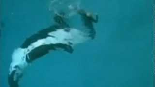 Killer whale drags trainer underwater at SeaWorld San Diego [upl. by Schreibe]