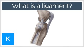 What Is a Ligament Definition and Overview  Human Anatomy  Kenhub [upl. by Ahola624]