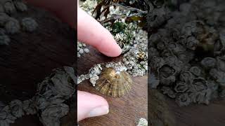 How to easily remove a limpet Patella vulgata nature foraging [upl. by Asecnarf]