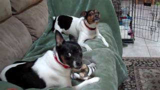 Rat terriers playingMP4 [upl. by Kcam]