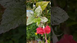 Coral hibiscus aka bunga raya tanglung flowers garden [upl. by Norling]