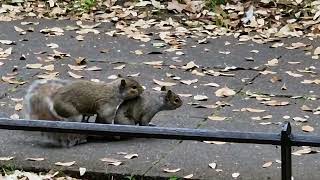 A pair of squirrels mating Saint Stephens Green Dublin [upl. by Cohla]