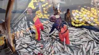 Salmon Seining in SE Alaska 12 [upl. by Adamina]