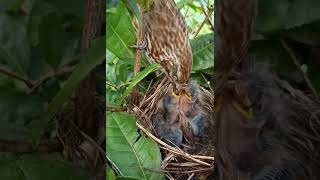 Quail mother find of babies [upl. by Ellon789]